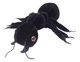 Schwarze Ameise