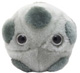 HPV