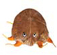 Krätze