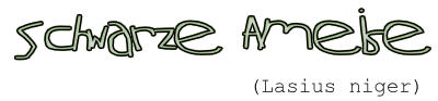 Schwarze Ameise