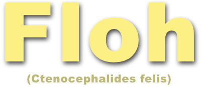 Floh