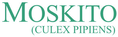 Moskito