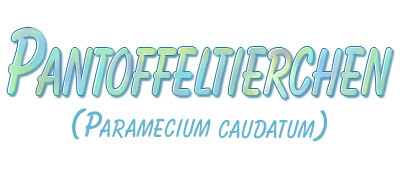 Pantoffeltierchen