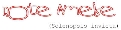 Rote Ameise
