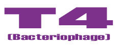 T4